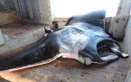 12 người vật lộn với con cá cực khủng ở Quảng Ngãi
