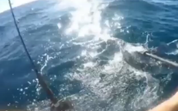 Cá mập đầu búa hung dữ tấn công vận động viên chèo thuyền