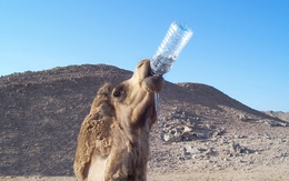 Ngộ nghĩnh với chú lạc đà con biết tiết kiệm nước sau khi uống