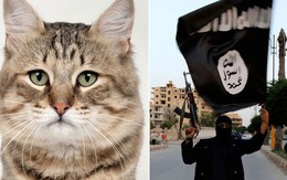Bị tịch thu mèo cưng, người đàn ông Mỹ đòi gia nhập IS