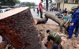 “Khất” 21 câu hỏi chặt cây: Sai lầm của lãnh đạo thành phố