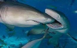 Trận huyết chiến kinh hoàng giữa Cá mập trắng và Cá voi sát thủ