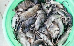 Cận cảnh quy trình đưa chuột lên bàn nhậu ở làng chuột lớn nhất miền Tây