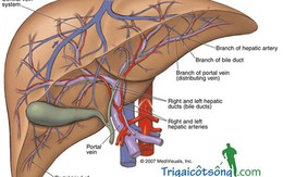 Gan đang nhiễm độc nếu có dấu hiệu sau