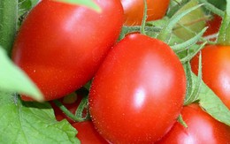 Sai lầm tai hại khi ăn cà chua cần loại bỏ ngay