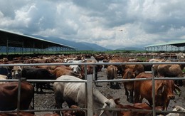 Khám phá trang trại nuôi bò - "nồi cơm" chính của HAGL