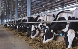Vinamilk tăng mạnh thu mua sữa tươi nguyên liệu của nông dân