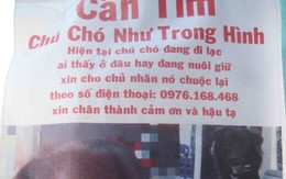 Mất chó khôn, chủ treo phướn khắp nơi để tìm