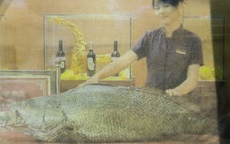 Loài cá đắt bậc nhất Việt Nam: Vì sao bán 1,5 tỉ vẫn hớ?
