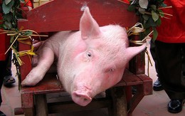 Không khuyến khích lễ hội “man rợ”  như lễ hội chém lợn