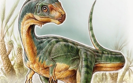 Chilesaurus - Khủng long ăn thịt mà lại... gặm cỏ