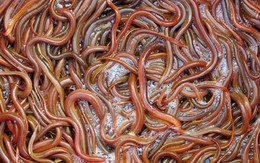 Ăn lươn nuôi bằng thuốc tránh thai: Nguy hại khôn lường