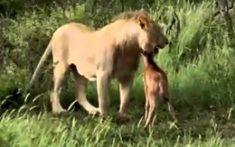 Sư tử bảo vệ Nai con trước nanh vuốt đồng loại
