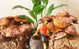 Nấm linh chi bonsai - món hàng chơi Tết “độc và lạ” của người Hà Nội