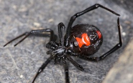 Rùng mình trước 10 loài nhện đáng sợ nhất thế giới