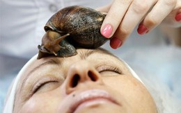 Mặt chứa cả ổ giun lươn bì vì đắp ốc sên làm đẹp da