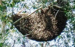 Điều lực lượng PCCC tiêu diệt… đàn ong khủng đốt chết người