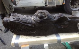 Bí ẩn về con quỷ biển hơn 500 tuổi bên xác tàu chiến
