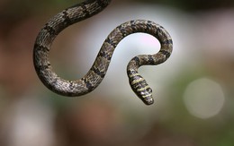 Loài rắn cực lạ có thể bay xa tới 24 mét ở Việt Nam