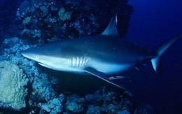 Lạ lùng cá mập quý hiếm "sợ" người tới mức đau tim mà chết
