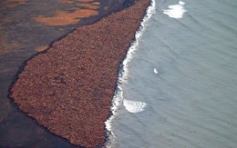 Bức ảnh phải biết trong ngày: hàng ngàn con hải mã đang mắc kẹt tại bờ biển Mỹ