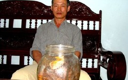 Sâm 800 tuổi đại gia thế giới thèm thuồng, lão nông Việt ngâm rượu... uống chơi