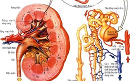 Giải pháp cực đơn giản thanh lọc, loại bỏ hết chất độc trong thận