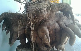 Nghệ An: 	Đào được củ khoai vạc "khủng" nặng gần 50kg