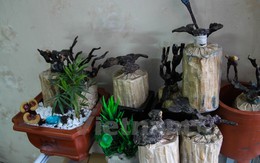 Độc đáo thú chơi linh chi bonsai bạc triệu ngày Tết