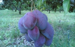 "Phát sốt" với những loại trái cây màu lạ, giá cao xuất hiện ở VN