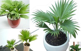 [Infographic] Đây là những cây mà NASA khuyên bạn nên trồng trong nhà