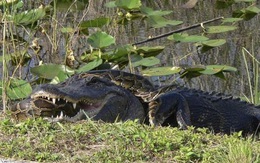 Trăn khổng lồ suýt bỏ mạng vì săn cá sấu