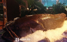 Cá mú nghệ khổng lồ lần đầu tiên bắt được ở Việt Nam