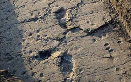 Tìm thấy dấu chân 3,7 triệu năm của những người đầu tiên trên Trái Đất
