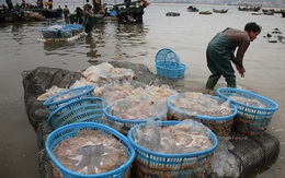 Trung Quốc thu giữ hơn 10 tấn sứa giả làm từ chất đông đặc