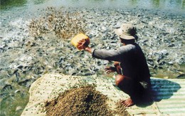 Ồ ạt nuôi cá tra để bán cho thương lái Trung Quốc: Tỉnh táo tránh “bẫy” cầu ảo