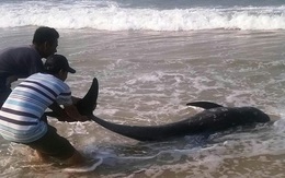 Hiên tượng lạ trên biển Thừa Thiên - Huế: Cá voi nhỏ chết trôi dạt vào bờ biển