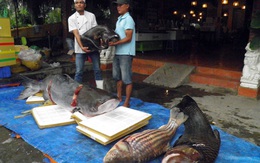 Bốn con cá “khủng” về tới nhà hàng TP.HCM