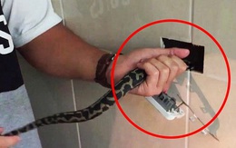 Cả nhà phát hoảng khi thấy con rắn lớn chui vào trong ổ điện