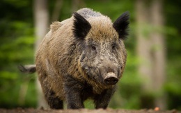 Lợn rừng đang thống trị Thành phố Fukushima sau thảm họa hạt nhân