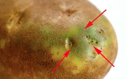 Đừng dại mà ăn nếu nhìn thấy khoai tây có dấu hiệu này