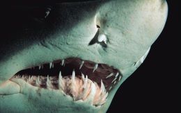 Thực hư chuyện chỉ cần 1 giọt máu, cá mập có thể ngửi thấy ở khoảng cách 400m