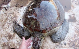 Thả rùa biển quý hiếm nặng 40kg về biển