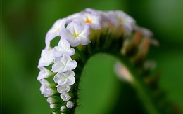 Chữa khỏi viêm xoang bằng 2 loại cây dại mọc nhiều ở các vùng quê