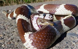 24h qua ảnh: Thằn lằn tuyệt vọng cắn rắn độc để thoát thân