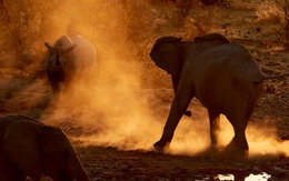 24h qua ảnh: Voi và tê giác đen quyết chiến giành nước uống