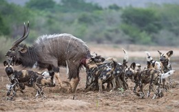 24h qua ảnh: Đàn chó hoang hợp sức hạ gục linh dương Kudu