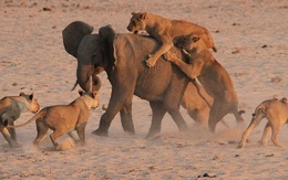 24h qua ảnh: Rợn người khoảnh khắc đàn sư tử quây giết voi con