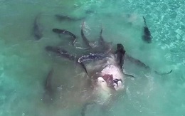 7 ngày qua ảnh: Rùng mình cảnh đàn cá mập xé xác cá voi khổng lồ
