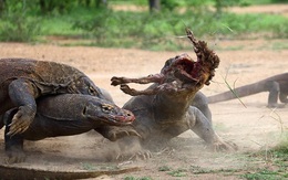 24h qua ảnh: Cuộc chiến tranh mồi đẫm máu của rồng Komodo